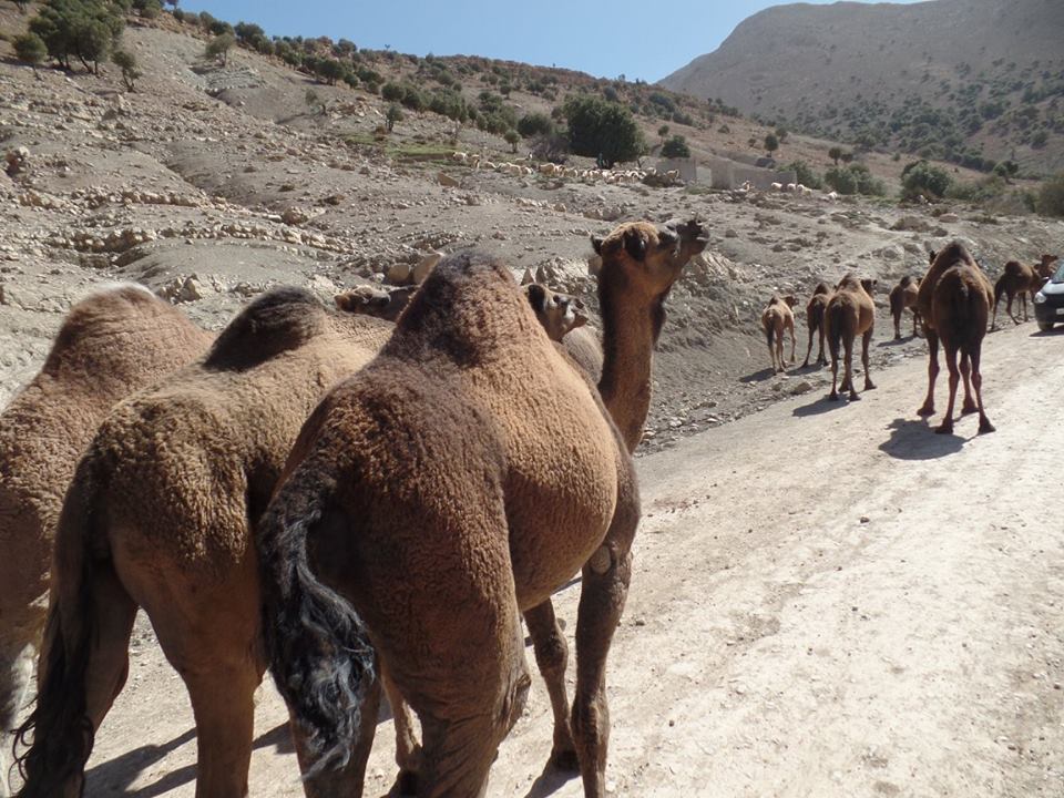 14670871_1203744143023454_6793160133647700682_n