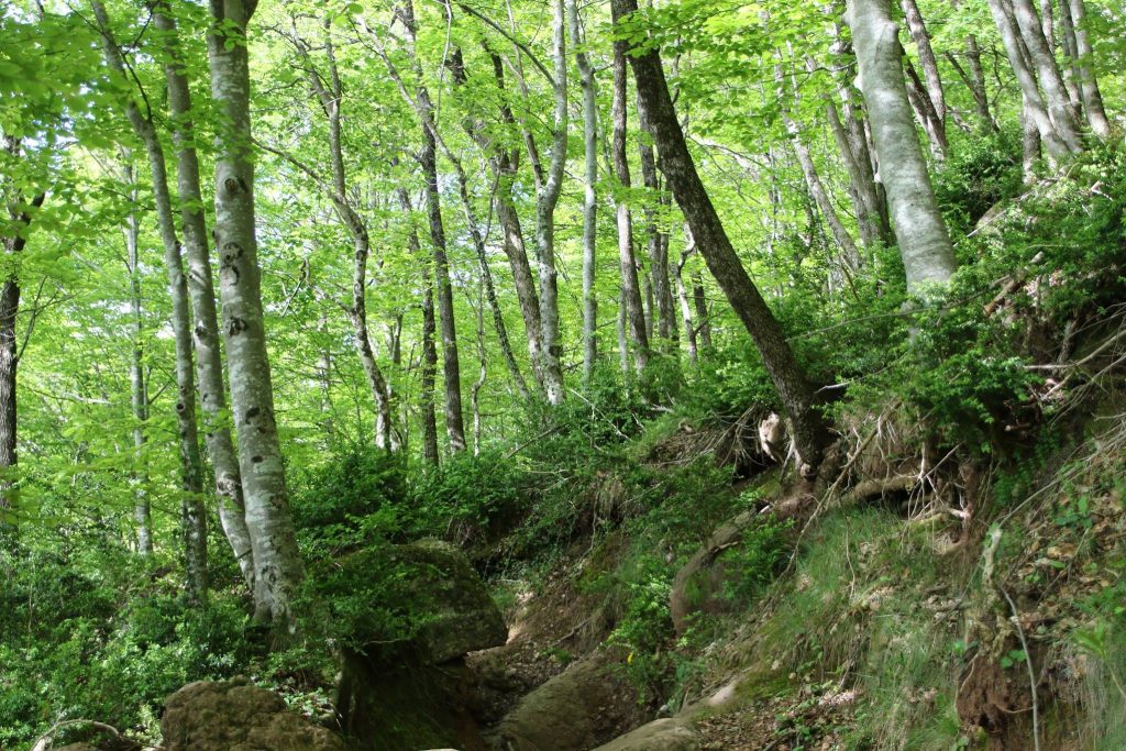 18491615_461590277509738_5112909342389483731_o