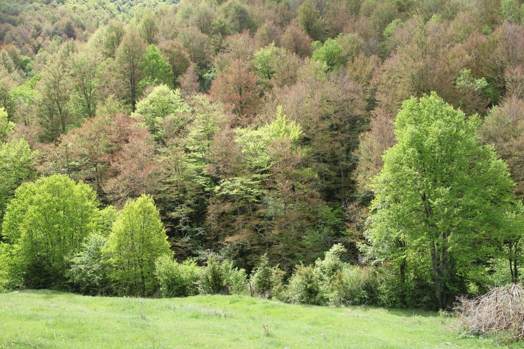 18556860_461590210843078_8260553167012440104_o